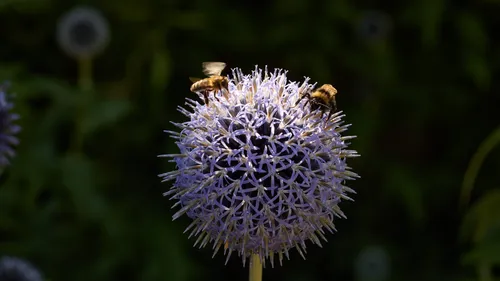 Honeybee and bumblebee on Echinops flower This macro nature photograph captures a honeybee and a bumblebee gathering nectar from a spherical Echinops flower during a bright summer afternoon. The image highlights the intricate structure of the Echinops, showcasing its spiky violet-blue flowers against a backdrop of blurred green plants. The focus is on the interaction between these two bees as they forage, emphasizing the importance of insects in the pollination of flowers and the thriving summer ecosystem. This photograph beautifully illustrates the relationships among bees, flowers, and the broader world of plants in midsummer.